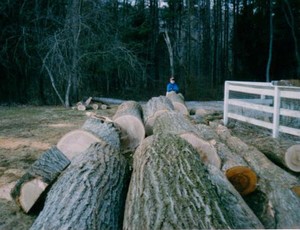Veneer Oak Logs